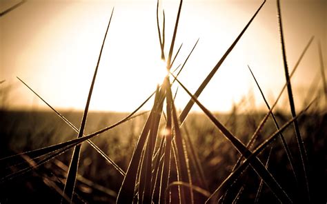 Silhouette photo of grass HD wallpaper | Wallpaper Flare