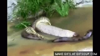 Snake Barfing GIF - Find & Share on GIPHY