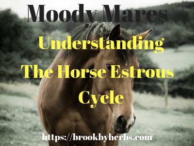 Understanding the Mare Horse Estrous Cycle – Brookby Herbs