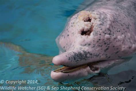 2 pink dolphins from now-closed Underwater World never left Singapore ...