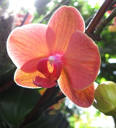 "Surf Song" | The beautiful Phalaenopsis (Moth) Orchid "Surf… | Flickr
