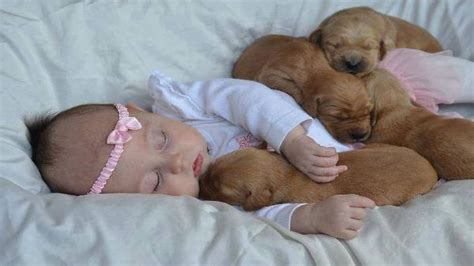 Cute Puppy - Page 75 | Baby puppies, Cute baby sleeping, Sleeping puppies