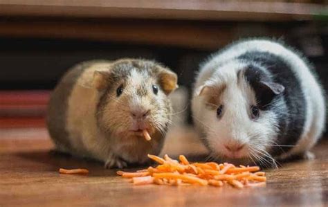 Can You Feed Your Gerbil Guinea Pig Foods? Do you know the answer? - 2024