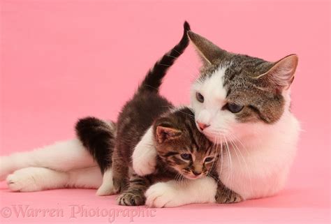 Adorable mother cat and tabby kitten on pink background photo WP42177