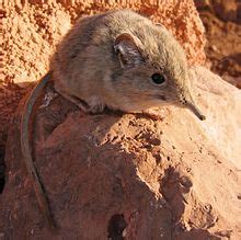 North African elephant shrew - Wikipedia