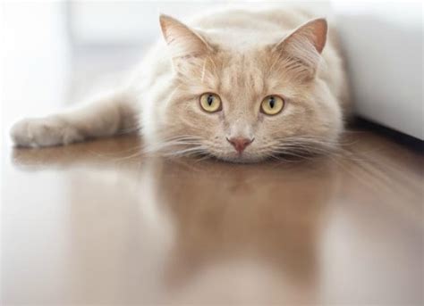 Inflammation of the Pancreas in Cats | PetMD