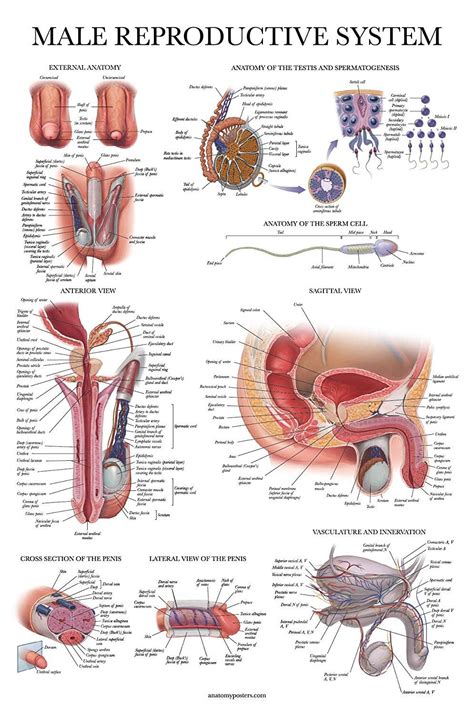 male reproductive system | Reproductive system, Female reproductive ...