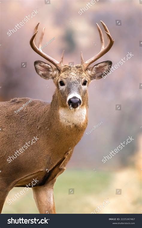 Portrait Buck Whitetail Deer Large Antlers Stock Photo 2225347467 ...