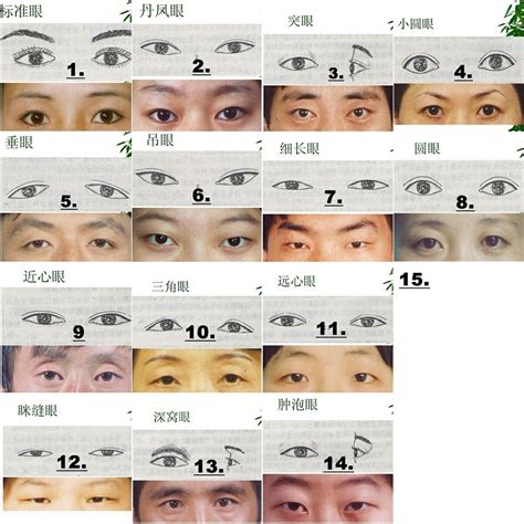 Type of Asian Eyes | Tecniche di disegno, Anatomia, Iridi