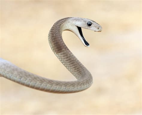 The world's most venomous snakes | Flipboard