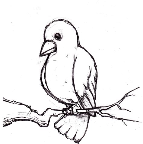 The Art of Kelly Knopp: Bird Sketch
