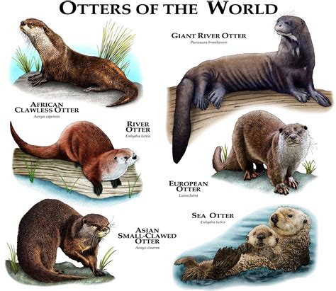 Co jsem viděl a slyšel (v trávě): Otters