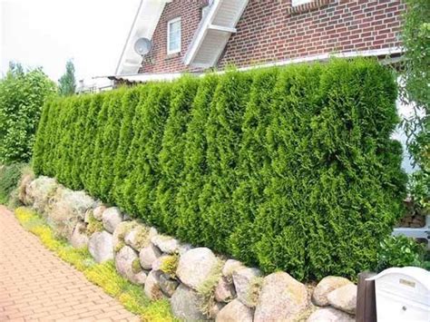 Green Hedge Next to Brick Building