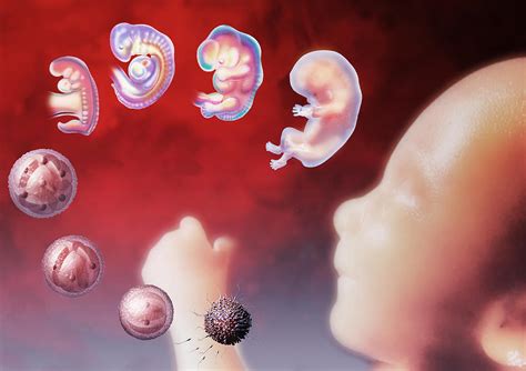 Embryo Development Photograph by Hans-ulrich Osterwalder - Pixels