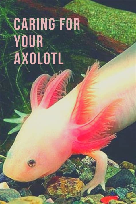 Beginner's Axolotl Care Guide | Axolotl care, Axolotl pet, Axolotl