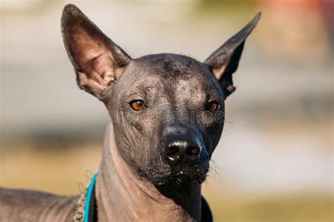 Cão Calvo Mexicano No Equipamento Que Joga No Parque Da Cidade O Xoloitzcuintli Ou O Xolo Para ...