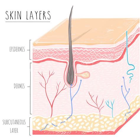 Skin Care 101: Layers and Functions of Skin This article has been