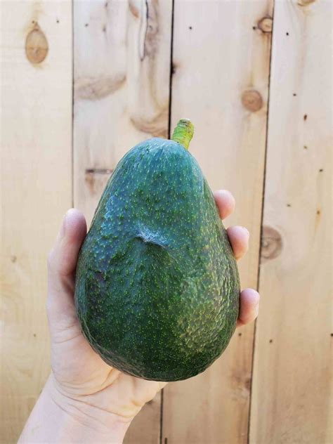 How to Grow Avocados: Tree Varieties, Climate, Planting & Care ~ Homestead and Chill | Grow ...