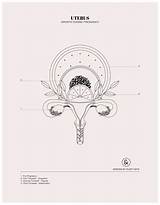 Uterus Growth During Pregnancy  Colouring Sheet Designs By Duvet sketch template