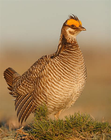 Oklahoma Farm Report - Lesser Prairie Chicken Could Soon Pose a Bigger ...