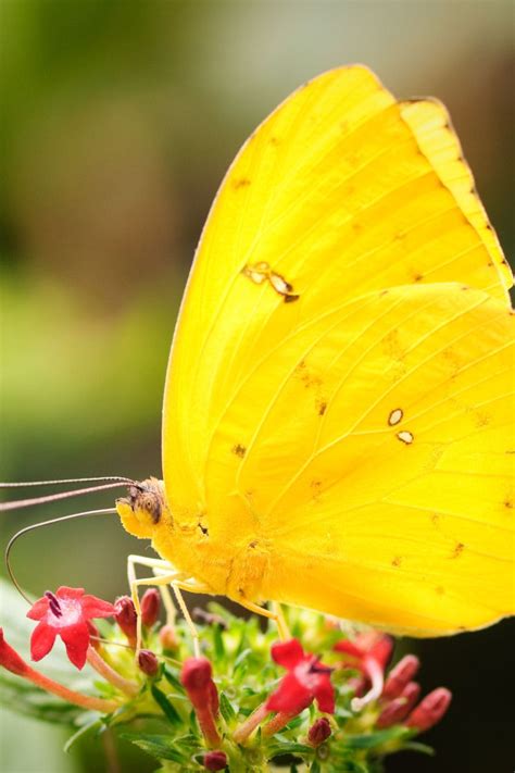 Yellow Butterfly Spiritual Meaning and Symbolism