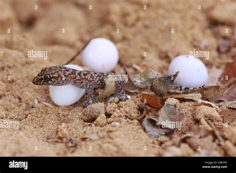 Leopard Gecko Eggs