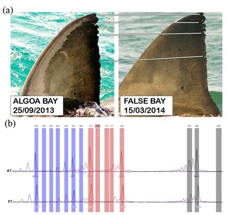 I spent the past seven years counting white sharks – the findings are ...