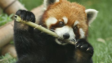 PANDAS ROJOS