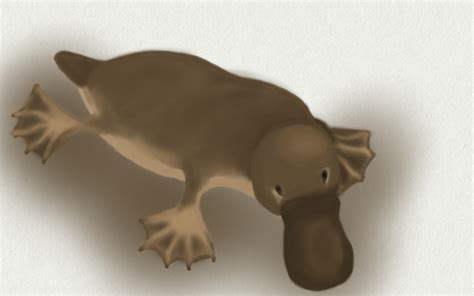 Platypus by ElJuderino on DeviantArt