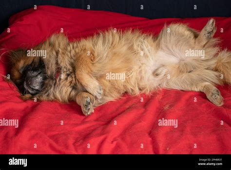 red-haired Pekingese sleeping on a red blanket on the bed in the bedroom, sleeping dog Stock ...