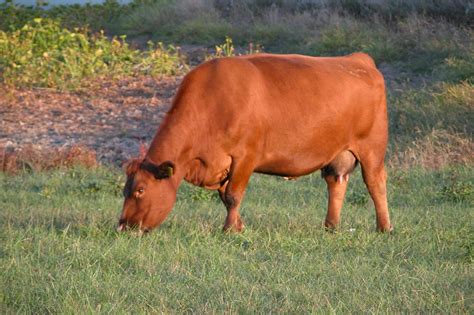 Andras Stock Farm - Females & Donors | Cow, Red, Farm