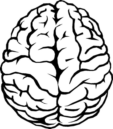 Brain Outline PNG Image | Brain drawing, Human brain drawing, Brain vector