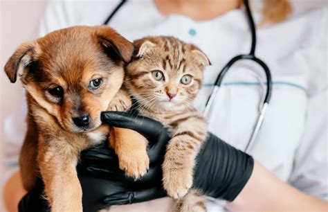 Dog & Cat Vet Checkups: Why They Matter | Brentwood Vets