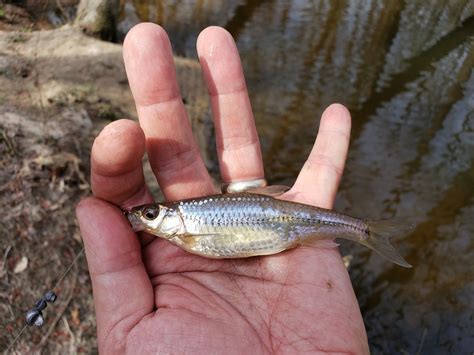 Maryland Biodiversity Project - Spottail Shiner (Hudsonius hudsonius)