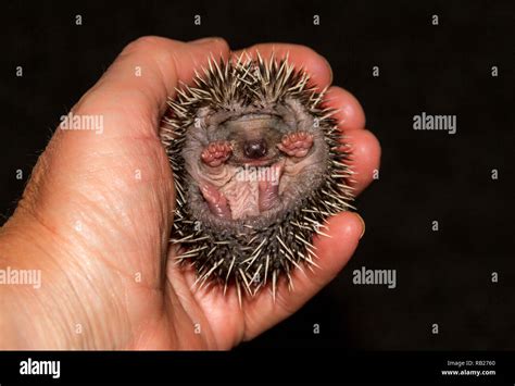 Hedgehog, wild, native, Tiny European baby hedgehog or hoglet ...