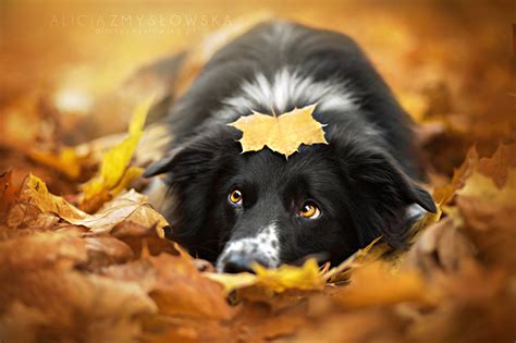 25 Most Popular Dog Photos on 500px - 500px