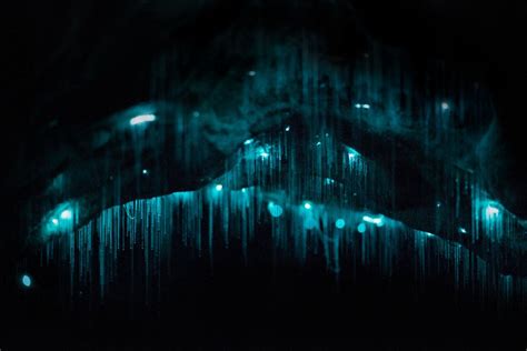 Carnivorous Glowworms Turn Caves Into Stunning Starscapes | WIRED ...