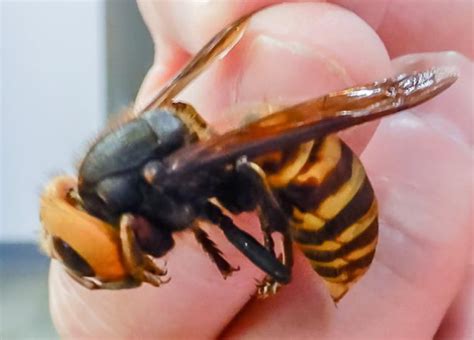 Pest Alert: Asian Giant Hornet — Oregon Invasive Species Council