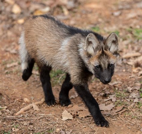 The 4 maned wolf pups now have names. What did the Greensboro Science Center choose? | Local ...