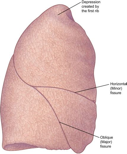 Lobes, Fissures, and Bronchopulmonary Segments - Thoracic Surgery Clinics