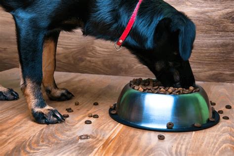 High-Protein Dog Food: 7 Best Formulas to Try | I Love My Dog So Much