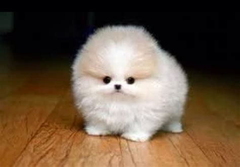 Miniature Small Fluffy Dog Breeds | Cute dogs, Cute dogs breeds, Super cute puppies