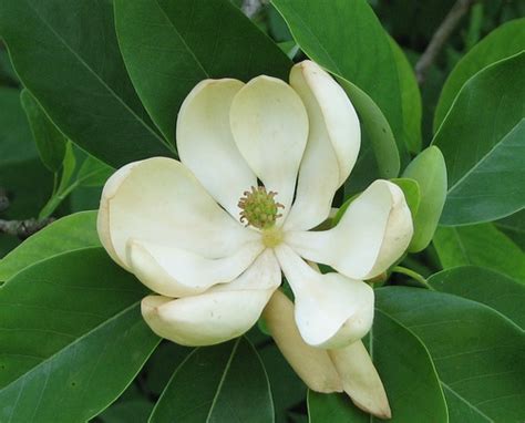 WORLD OF MAGNOLIAS: Magnolia virginiana