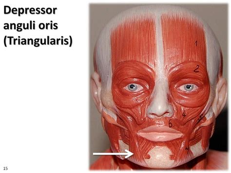 Depressor Anguli Oris Muscle details - origin, insertion and exercises