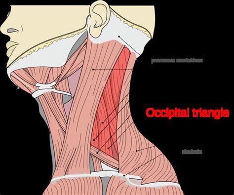 Occipital triangle - Alchetron, The Free Social Encyclopedia