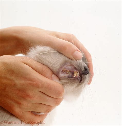 Anemia In Cats: Causes, Symptoms, Treatment | svauto.dk