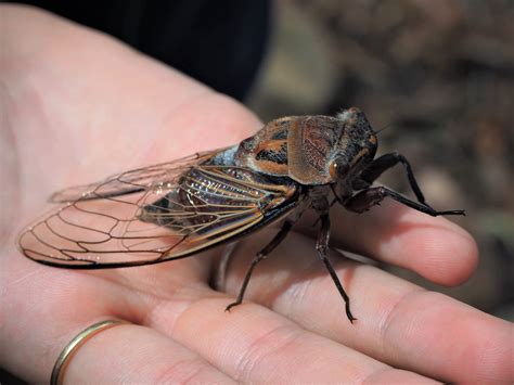 It's nearly cicada census time