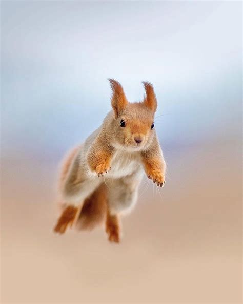 baby flying squirrel sounds - For The Grand Memoir Slideshow