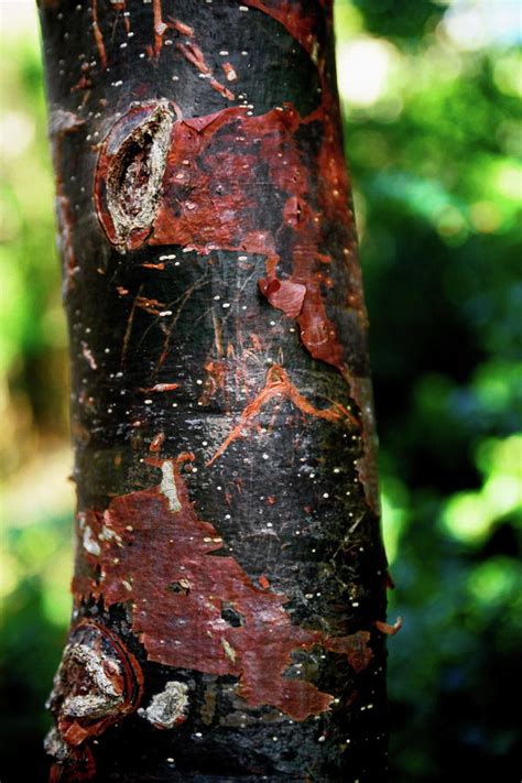 Gumbo Limbo Tree Bark Photograph - Gumbo Limbo Tree Bark Fine Art Print