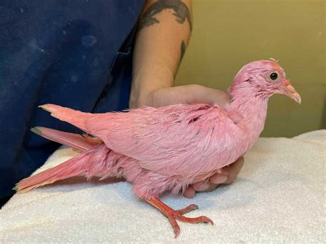 A pigeon dyed pink has died from its ordeal : NPR